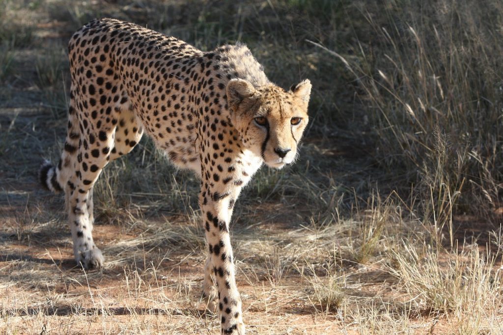 O guepardo é o animal terrestre mais veloz do mundo